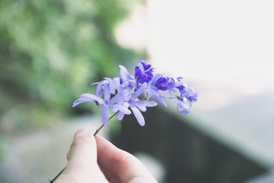 在植物园捡到的花 你毫不犹豫就把它戴在我头上~