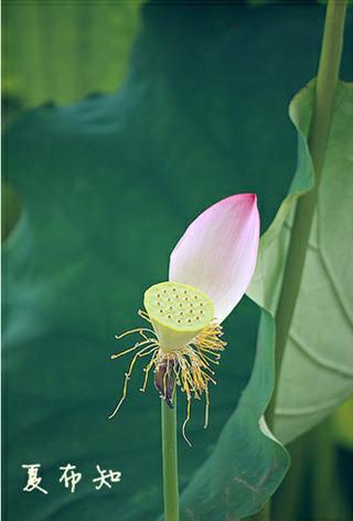 杭州台风过后的荷花 一组花开花谢 夏布知