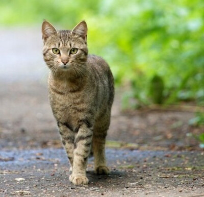 对于有点怕猫的银，这货这德行走过来·······我会怕的