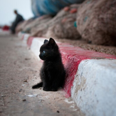 动物、可爱、猫、动物、猫猫