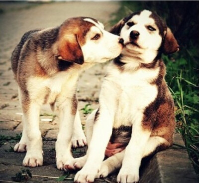 好有爱哟～·～