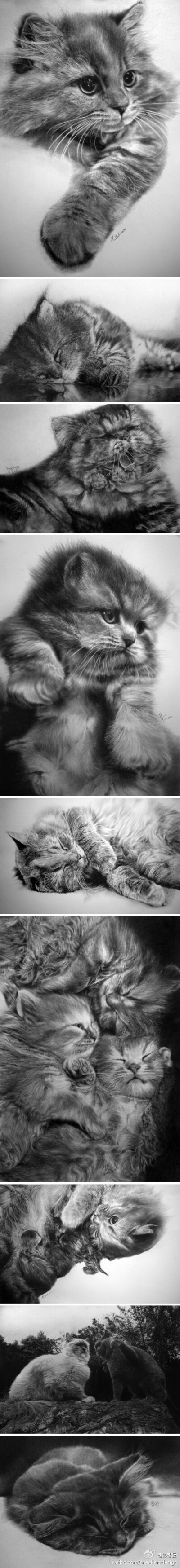 【铅笔画猫】Paul Lung 利用铅笔画下了一系列逼真的猫图，就像是拍摄下的黑白照片。不只是毛皮看起来真实的令人难以置信，在眼睛的锐度和清晰度也不可思议，他也完全仅仅利用自己的铅笔赐予他们生命。