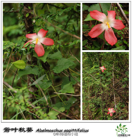 箭叶秋葵（Abelmoschus sagittifolius）锦葵科秋葵属 花色艳丽，非常稀奇的是它有红色的花，还有黄色的，如今有很多地方已经把它作为园林植物来栽培。它有一个萝卜状的肉质根，冬天地上部分会枯萎，次年春天再长出新的枝条。常见于干燥贫瘠的山坡。花期4-9月。（摄影：@文俊-- ）