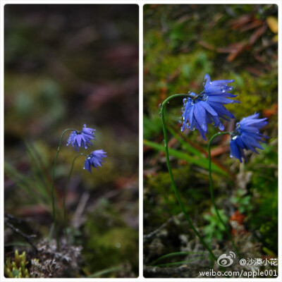 Liliaceae_Allium beesianum_蓝花韭