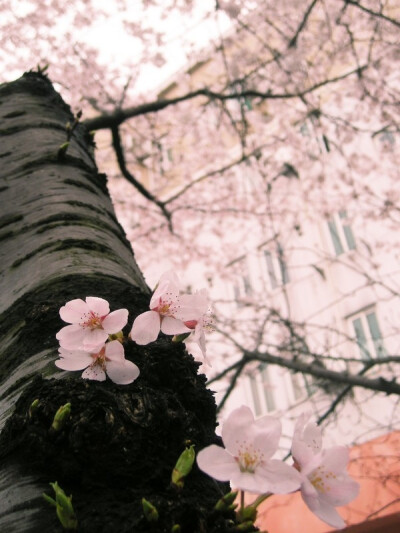 一棵开花的树