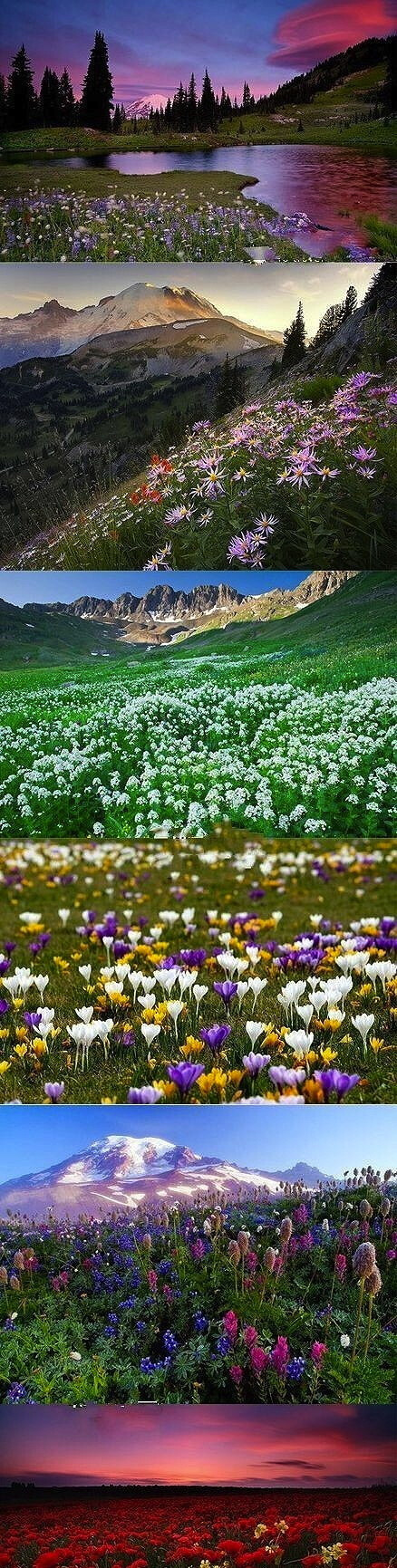 置身于花海之中，到处弥漫着芬芳，心都醉了。。