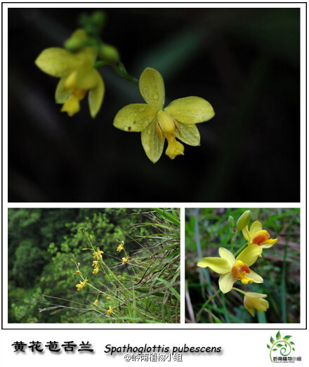 苞舌兰（Spathoglottis pubescens ）兰科苞舌兰属 苞舌兰常见于向阳的草坡上，与杂草为伍，没开花时，真让人无从辩别，等到花期，它会抽出细长的花杆，开出几朵明黄大小正好的花，招摇的绽放在路边，让人眼前一亮。它还有个亲戚在台湾叫紫花苞舌兰。花期7-10月（摄影：@小Q_金秋 ）