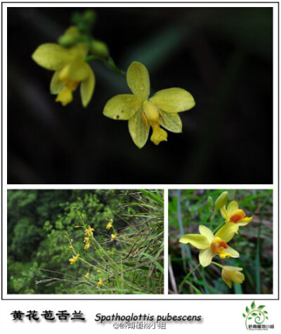 苞舌兰（Spathoglottis pubescens ）兰科苞舌兰属 苞舌兰常见于向阳的草坡上，与杂草为伍，没开花时，真让人无从辩别，等到花期，它会抽出细长的花杆，开出几朵明黄大小正好的花，招摇的绽放在路边，让人眼前一亮。…