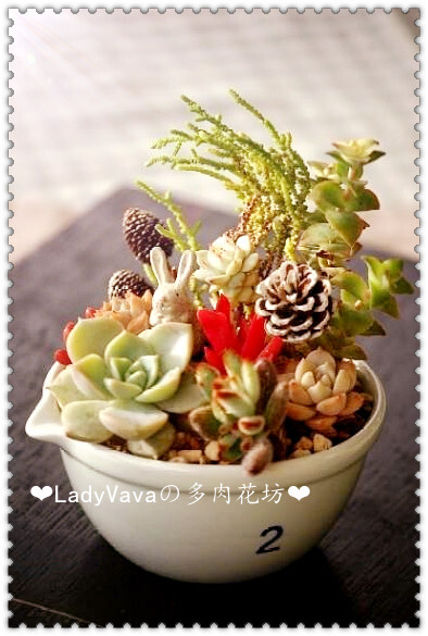 Oo..LadyVavaの多肉花坊 盛满爱的多肉碗...