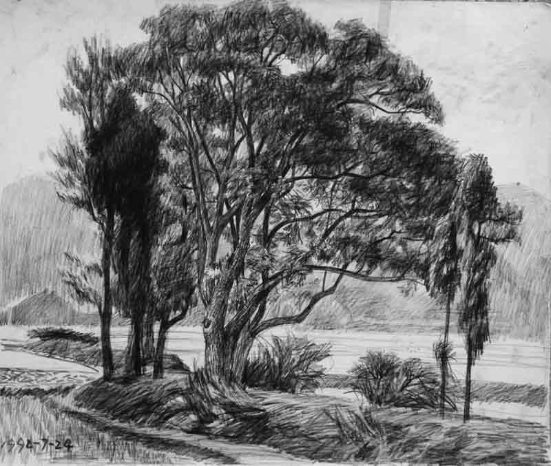 达芬奇的素描树图片