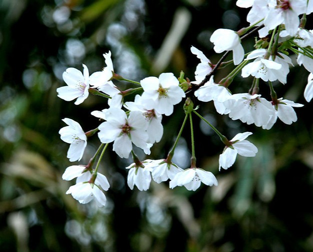 梨树花开——灵魂像茁壮的黝黑枝桠，一簇一簇，开满即将被大风吹熄的白色花朵。