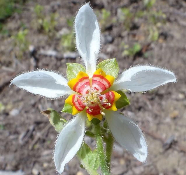 岩荨麻（Rock nettle ）（Photos by Rana Pipiens）