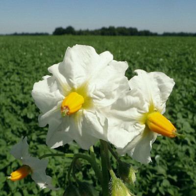 马铃薯花。马铃薯，拉丁语学名：Solanum tuberosum；英文名字：potato；山东鲁南地区（ 兖州、曲阜、邹城、枣庄、滕州等地）叫地蛋，云南、贵州一带称芋或洋芋，广西叫番鬼慈薯（其实广西大部还是叫马铃薯，有些地方…