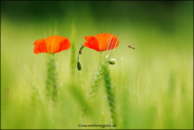 Photograph which one? by melchiorre pizzitola on 500px