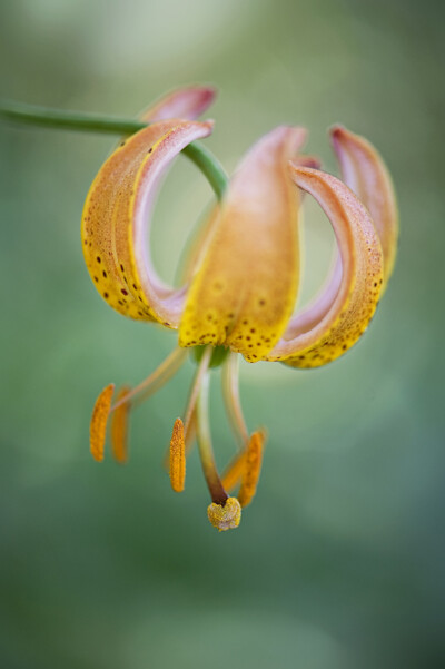 Photograph Turk&#39;s Cap Lily by Jacky Parker on 500px