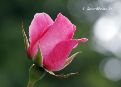 Photograph A rose for you after my 1st day at 500px by Gerard Photo on 500px