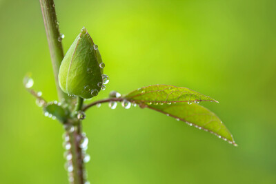 Photograph After the rain : ดอกสร้อยฟ้า by Gatoon Ratchanee on 500px