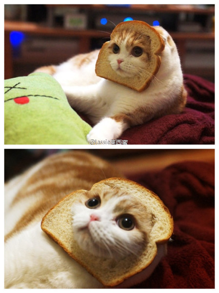 i am toast!吐司猫