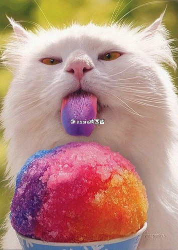 rainbow tongue 我有一条彩虹舌头