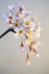 2012 桜 簪「花霞」Cherry Blossom 01