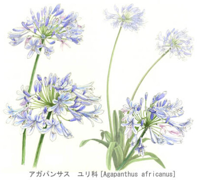 7月-Agapanthus070705、若松倫夫、水彩、植物、日本、若松倫夫