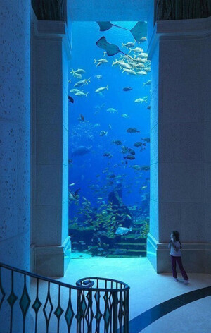 迪拜的海底世界，好清纯的蓝色 …