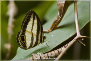 环纹玳眼蝶 Ragadia annulata