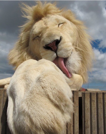 面对照相机，这头雄狮慵懒的做了一个鬼脸，这个世界已经阻止不了狮子卖萌了！！