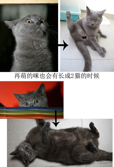 我家小Q见证了“岁月是把杀猪刀”这句名言，成功的从萌猫成长为2猫