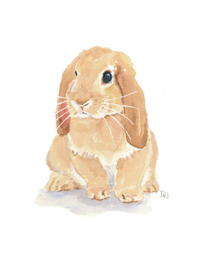 Rabbit Watercolor - Lop Earred Rabbit, Bunny Art, Original Painting, Rabbit Illustration.jpg