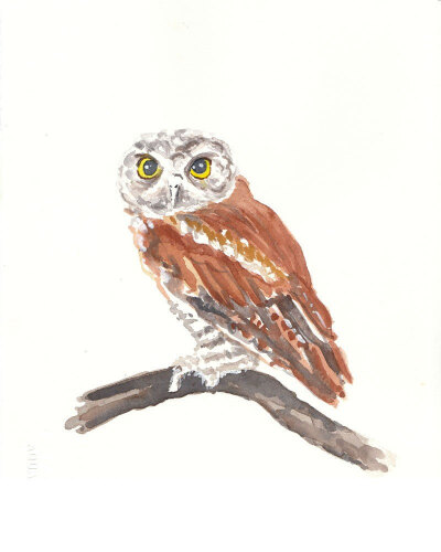 Watercolor Owl - Original Painting, Eastern Screech Owl, Nature Art.jpg