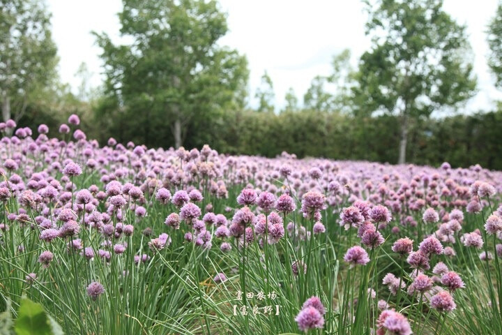 北海道的樱花田