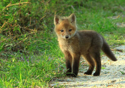 Baby Mozilla Firefox