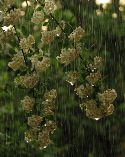  蝶恋花.惜雨后桃花 满目残红留不住。冷雨凉风，一催魂去。 .....