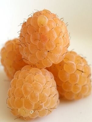 Golden Raspberries by alissa