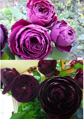 【玫瑰】皇宫，切花，颜色后期黑紫色，浓香，开花量大，植株生长迅速，是新引进品种。