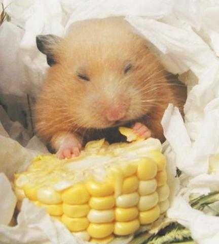 可爱小动物的吃相很萌