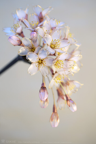 水晶花