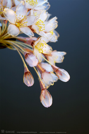 水晶花