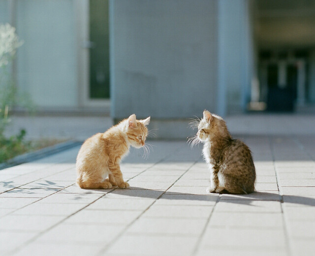 家有一猫~