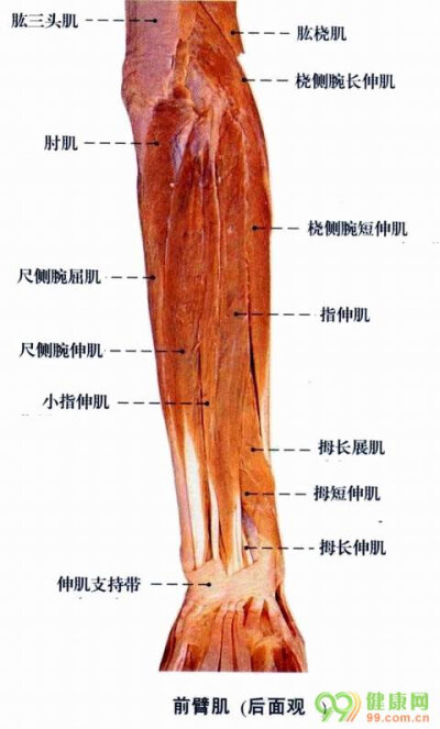 人体解剖图 前臂肌后面观