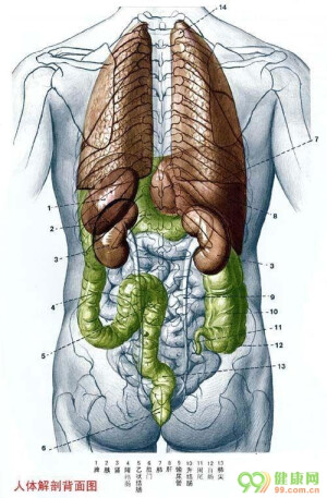 人体解剖 背面图