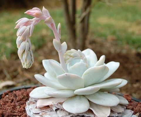 Echeveria Lauii 景天科拟石莲花属【雪莲】肥厚的叶片如汤匙般，顶端圆钝或稍尖（其中顶端圆钝的称'圆叶雪莲'）。褐绿的叶片被浓厚的灰白或浅蓝灰色粉末覆盖，极为圣洁美丽。橘红色穗状小花在春季开放。（市面上價格也略貴哦）