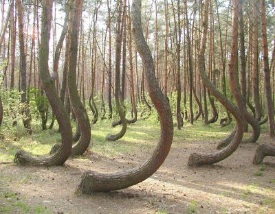 波兰Gryfino附近的森林中，这些弯曲树木生长的原因是未知的