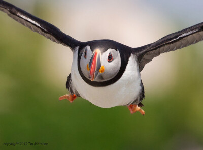 Photograph Puffin Incoming by Tin Man on 500px