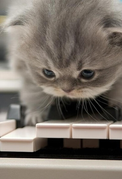 我是钢琴家 小胖爪
