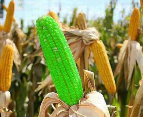 绿色玉米