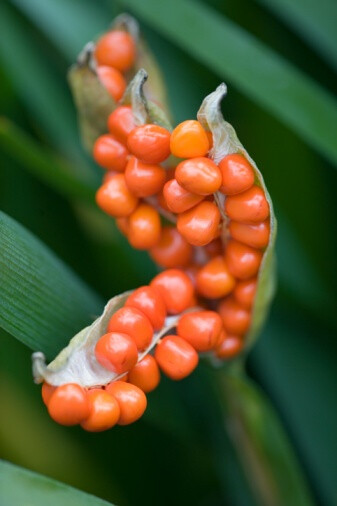 Iris foetidissima 红籽鸢尾