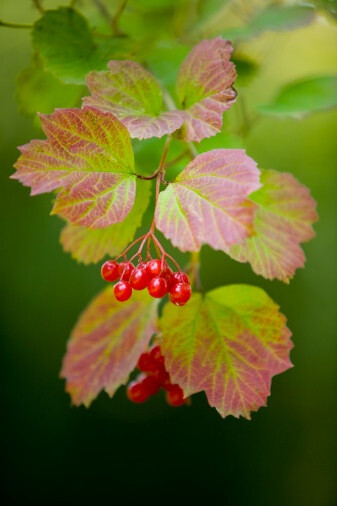 Viburnum opulus 欧洲荚蒾