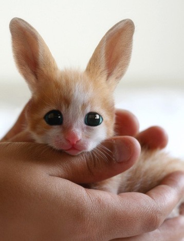 第一眼看到它，你是不是觉得它像一只小猫？其实它是一种野兔，叫Fennec Hare。